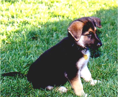 Picture - Judah's first day home from the GDB puppy kennel.