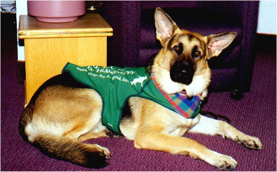 Picture - Judah the guide dog puppy going to the GDB 1998 Oregon Fun Day.